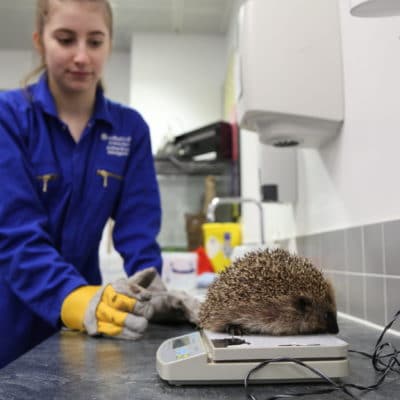 Harry the hedgehog being weighed on scales