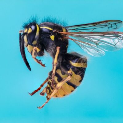 a wasp hovers mid air by Jamie photography course