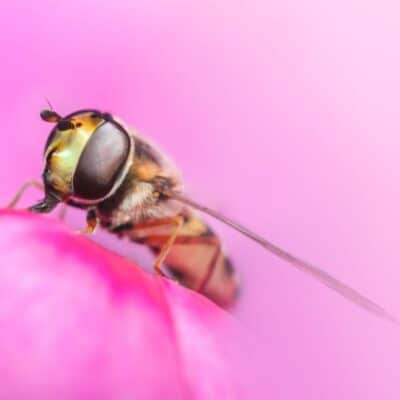 a horsefly on a flower as photography course at Solihull College