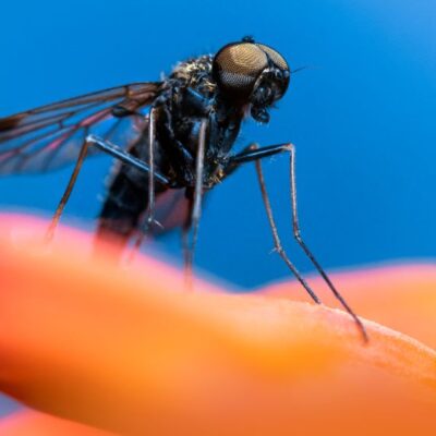 a dragonfly on a flower