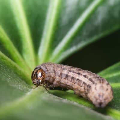 a caterpillar sits in the centre of a leaf