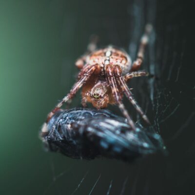 a close up shot of a spider