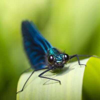 a damselfly sits on a leaf