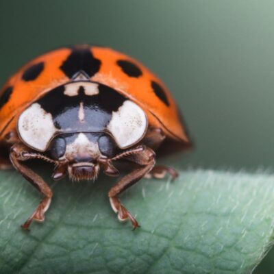 A ladybird on a leaf