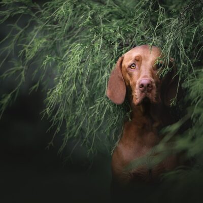 College pet photographer earns international recognition