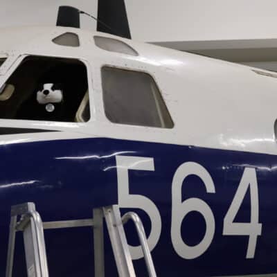 Badger in plane cockpit
