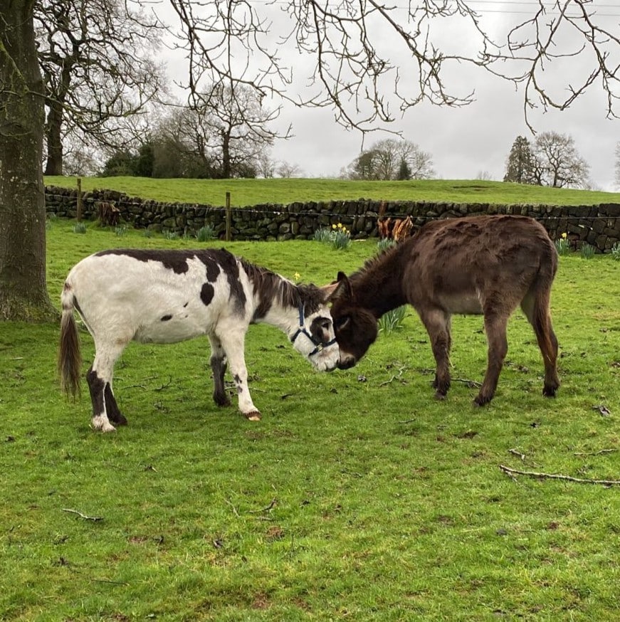 Archie and Hector with their noses together