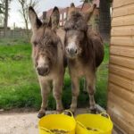 College says hello to two new donkeys