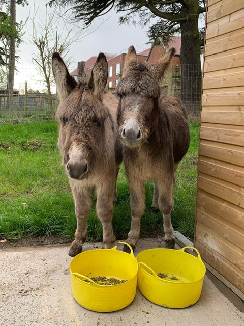 Isla and Isabelle with a bucket of food by their hooves