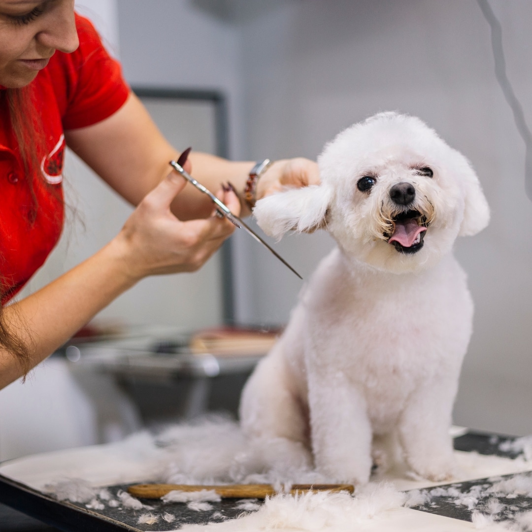 dog being groomed at Solihull College